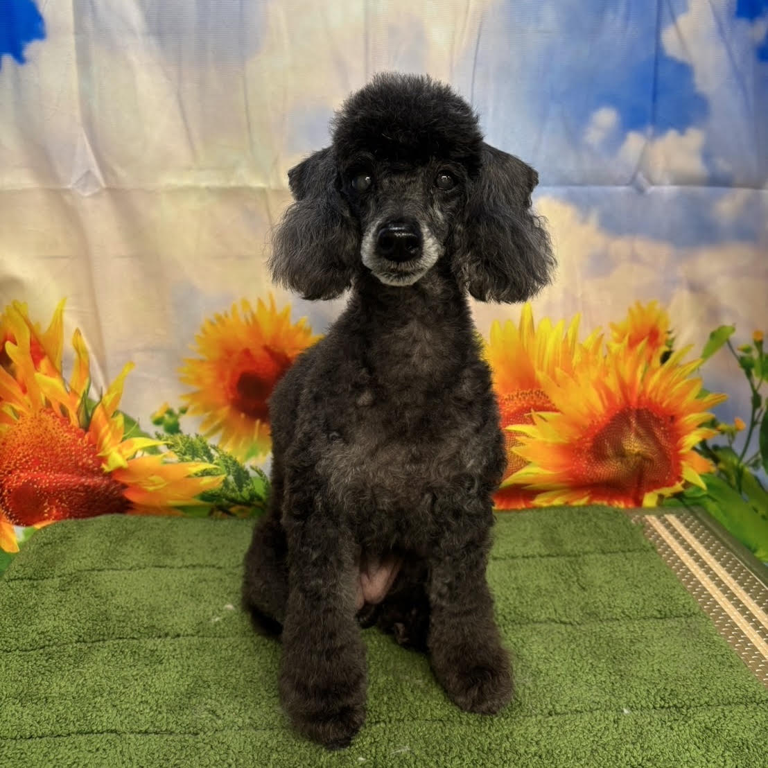 カットスタイル②