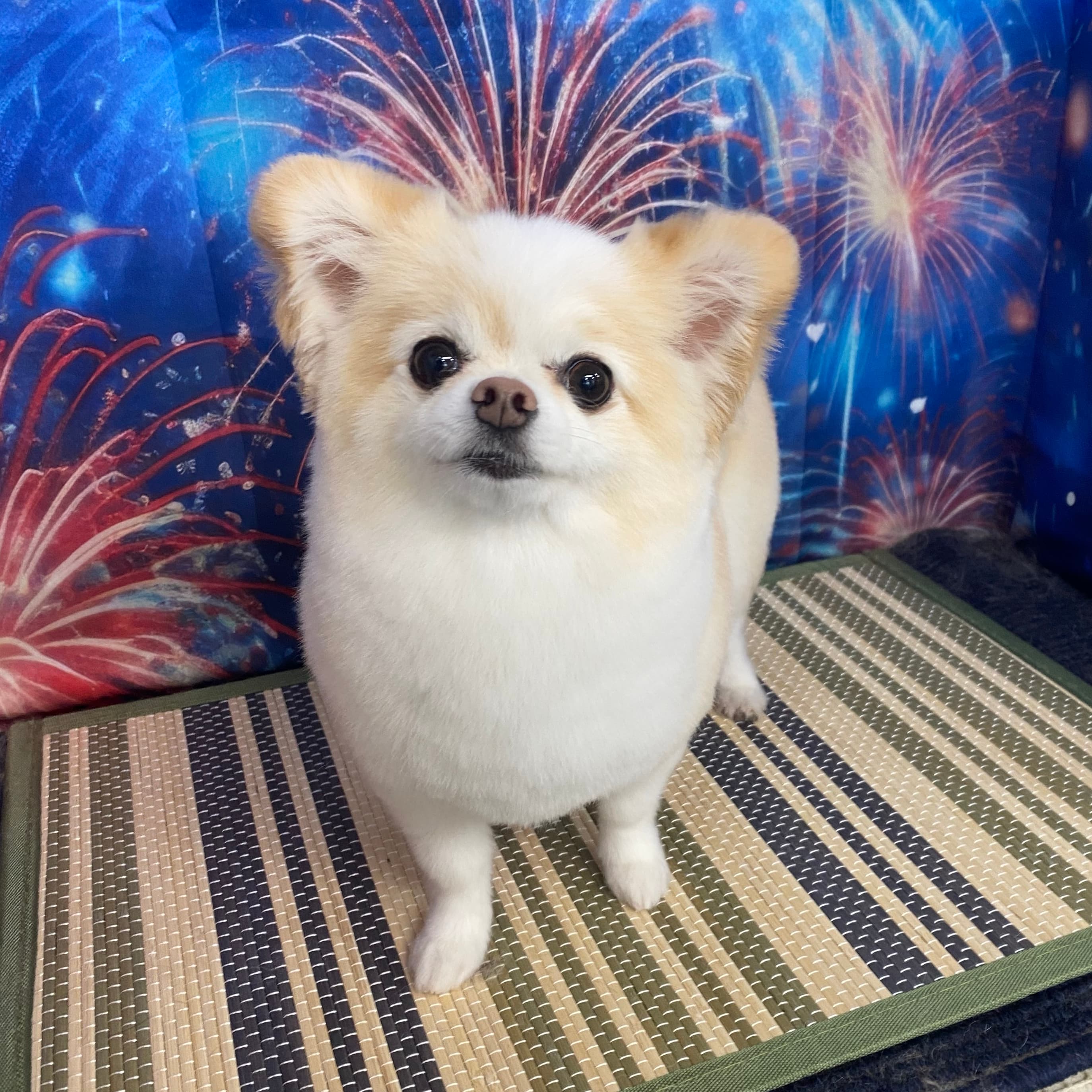 カットスタイル④